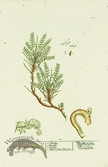 Blackwell German 246